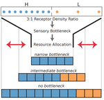 Nonlinear scaling of resource allocation in sensory bottlenecks
